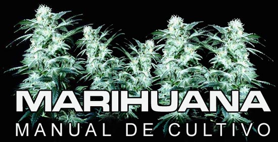 Big Bud Feminizada Marihuana